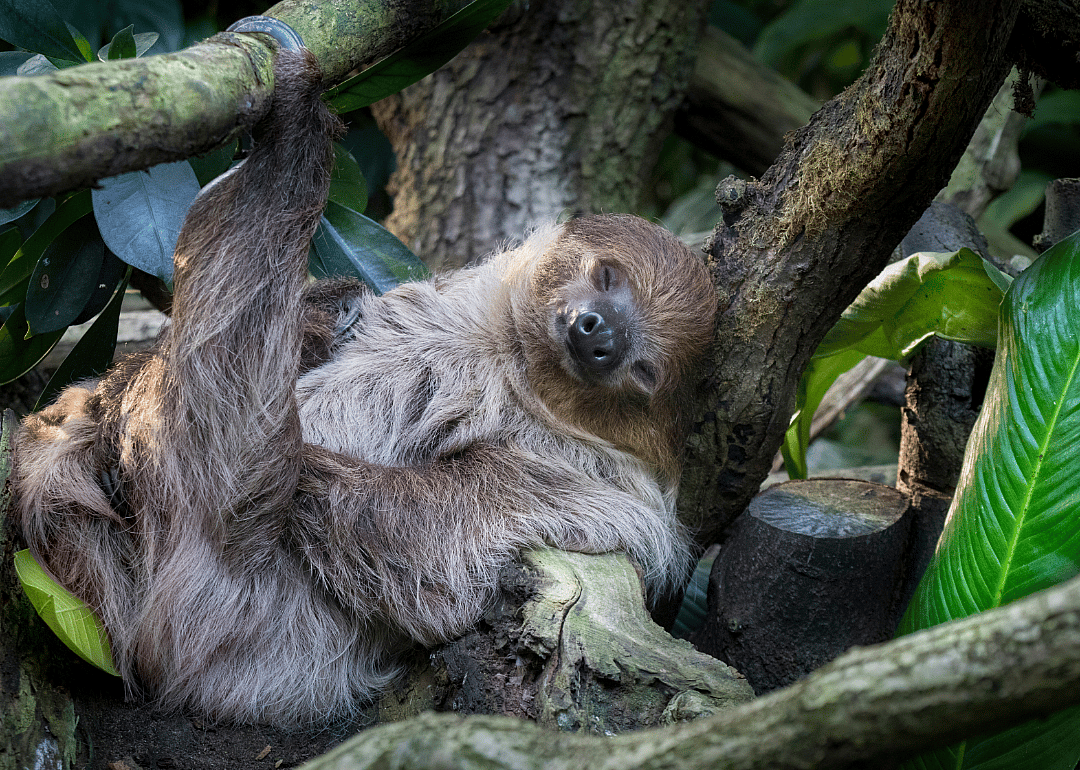 Sloths sleep through about 80% of their lives