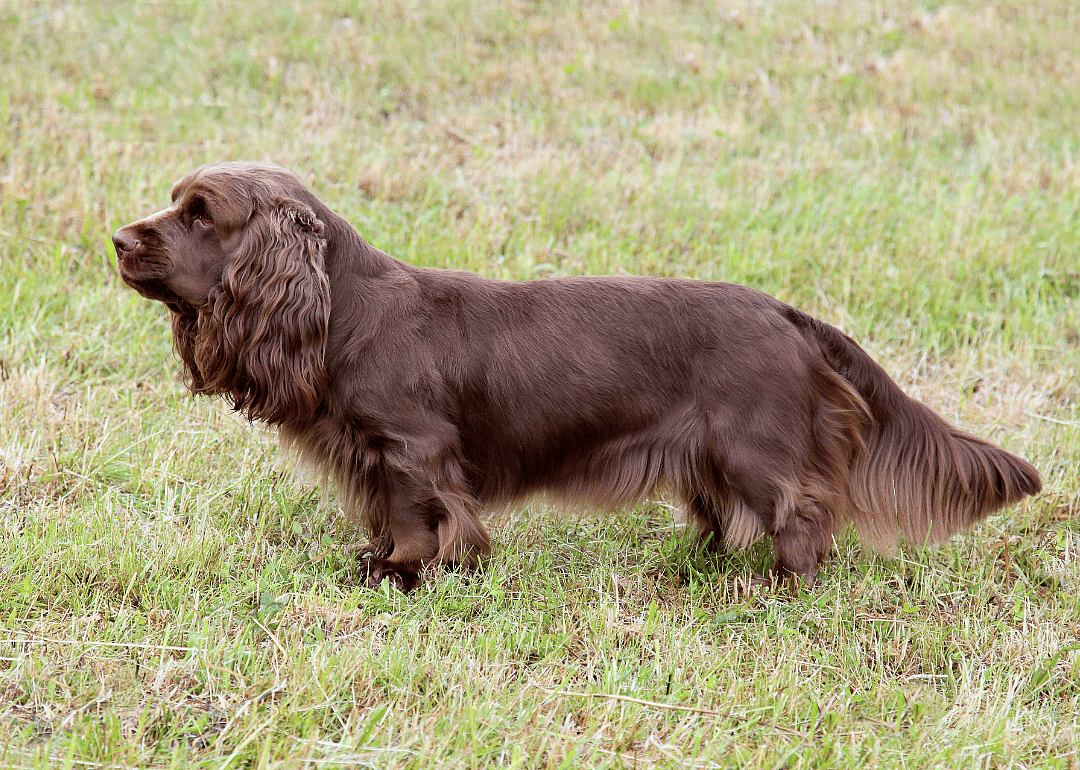 #31. Sussex spaniel