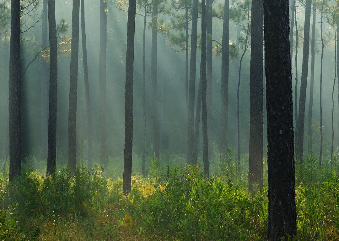 Trees in a forest.