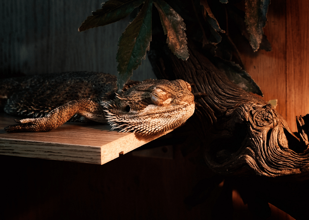 Reptiles REM sleep and might even dream