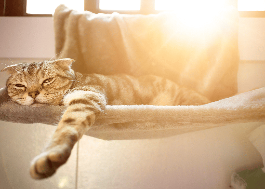 Cats can wake up immediately