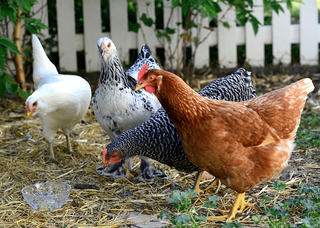Raising chickens