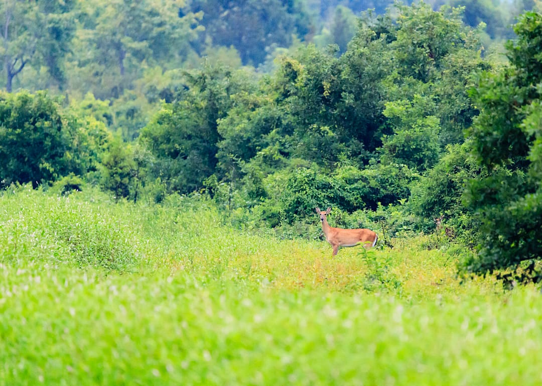 A deer in the distance in a forest.