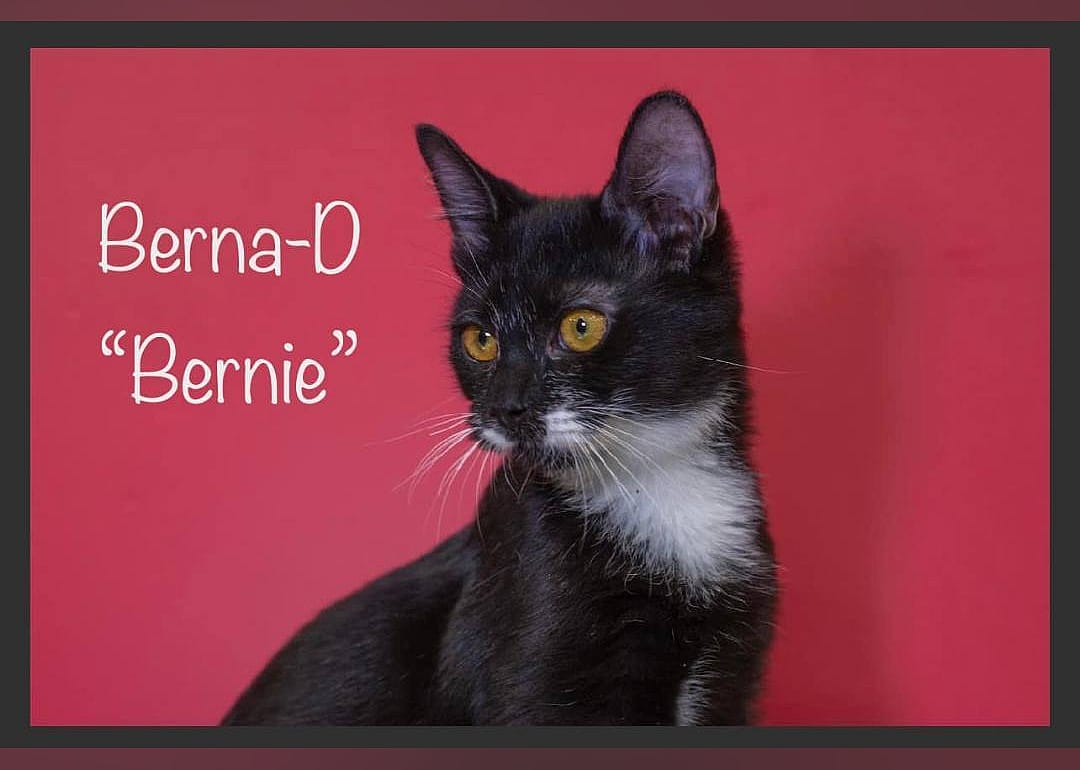 Berna-D