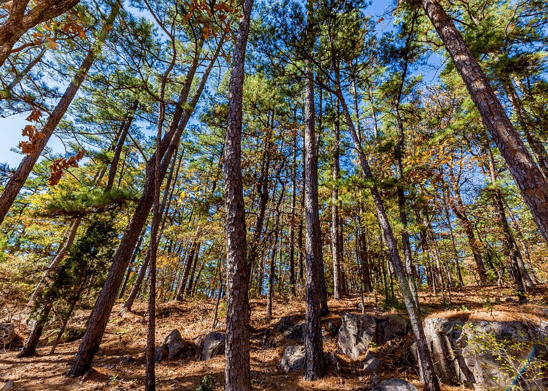 Up angle of trees in woods.