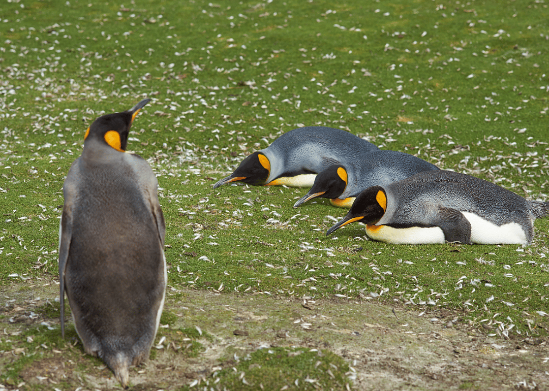 Penguins sleep in groups and only for minutes at a time