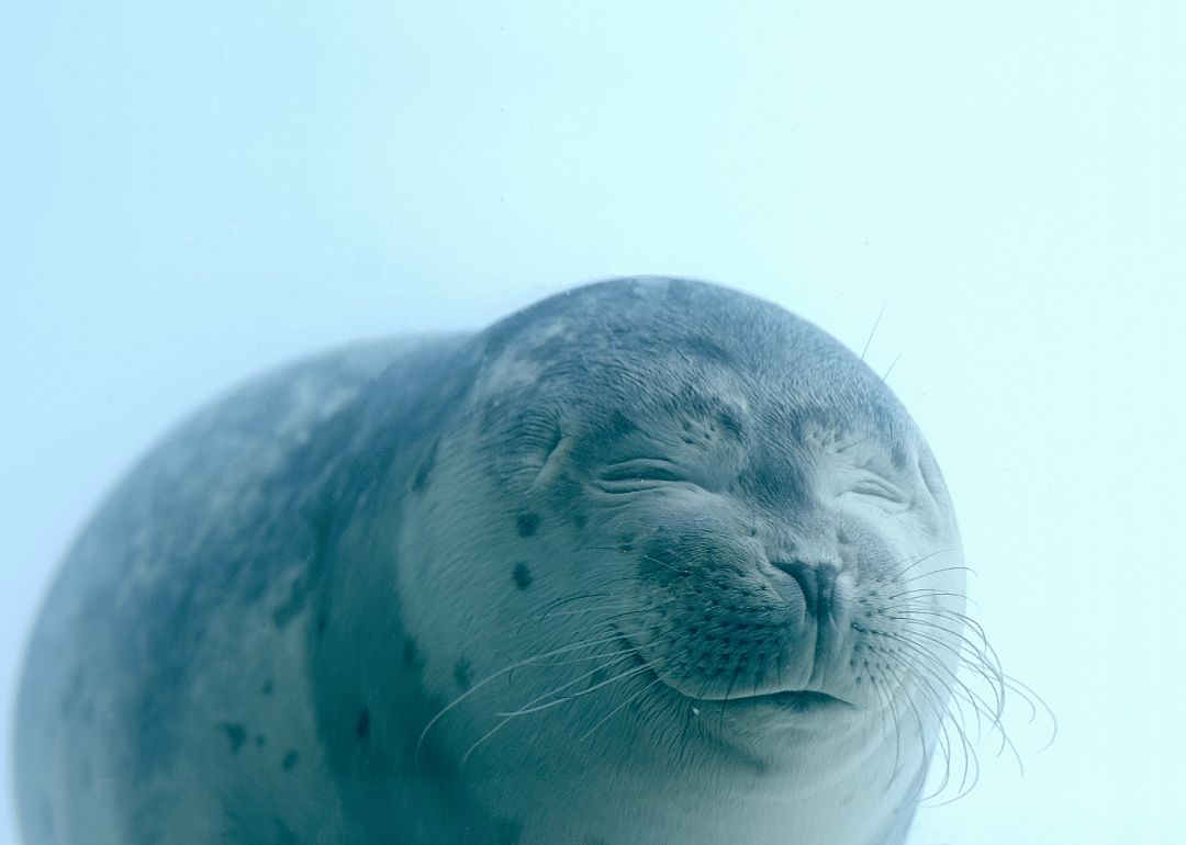 Seals can sleep on land or in the water