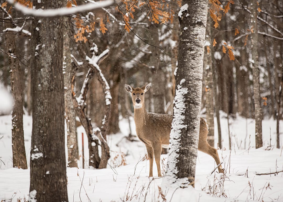 A deer in snow.