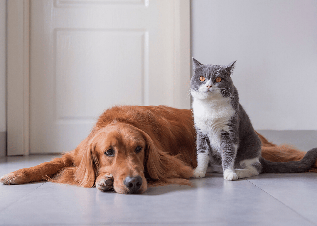 Dog and cat flea tapeworm