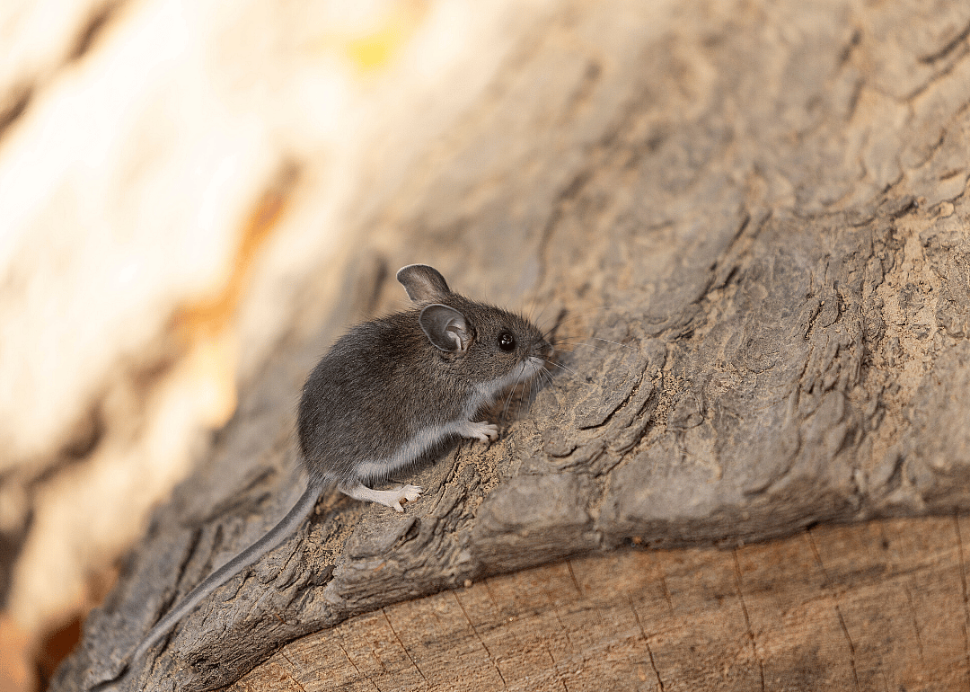 Hantavirus
