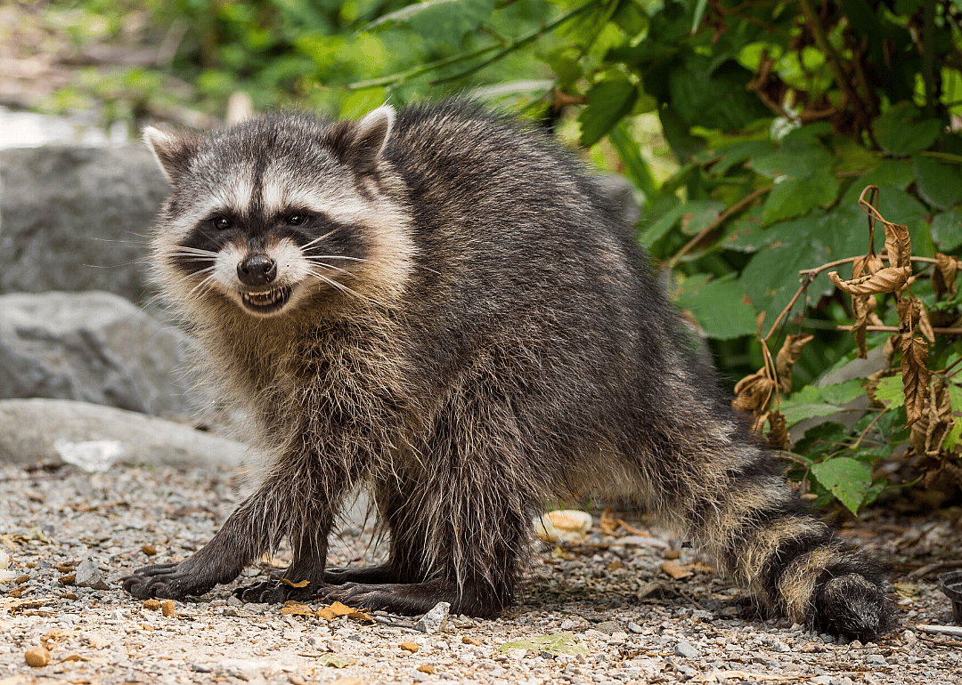 Rabies