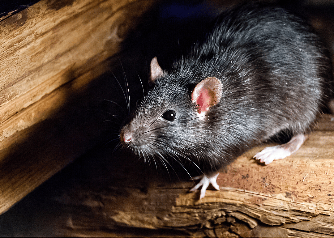 Rat-bite fever