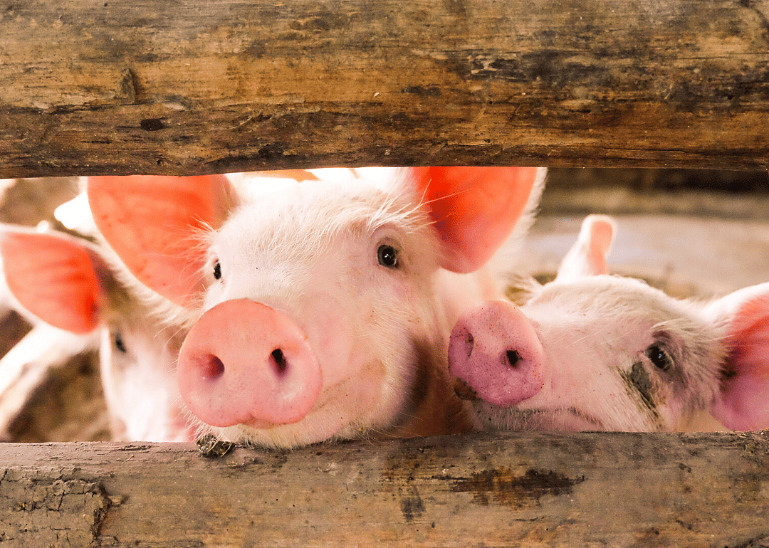 Swine flu