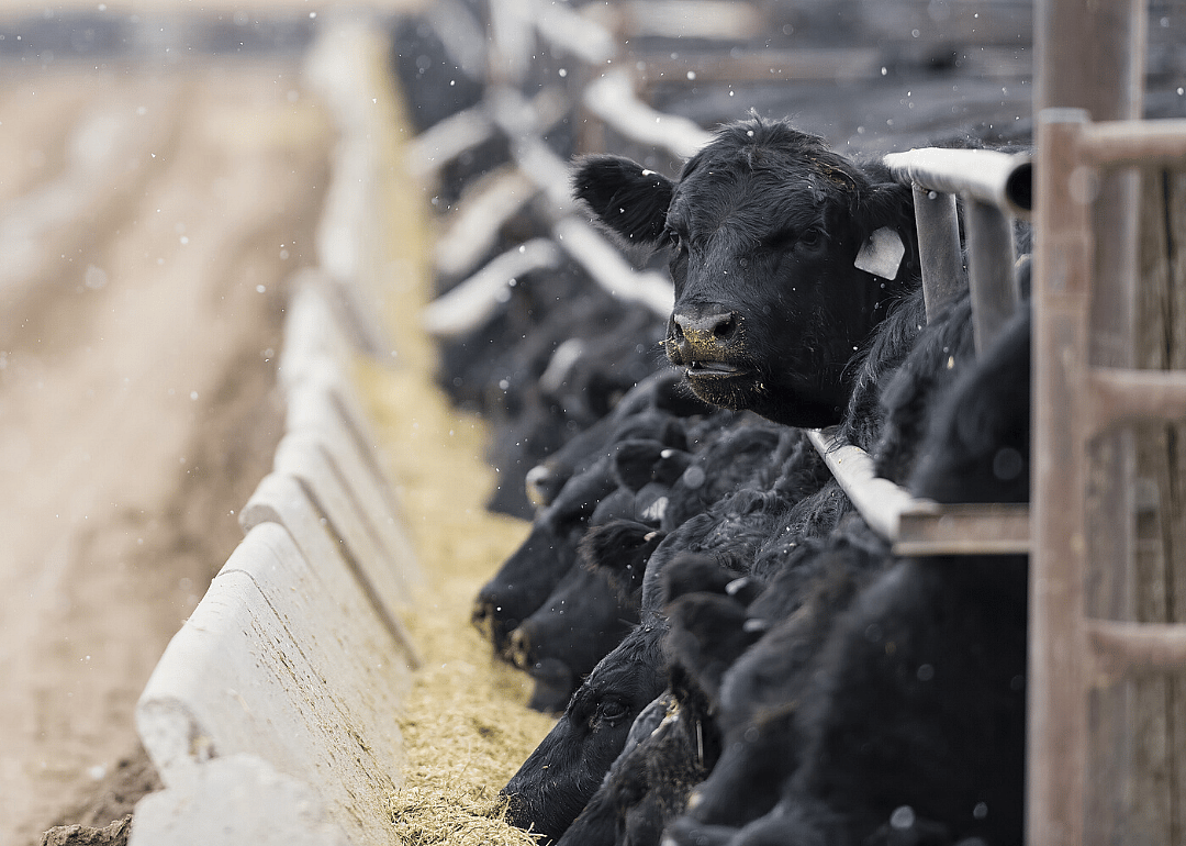 Bovine tuberculosis