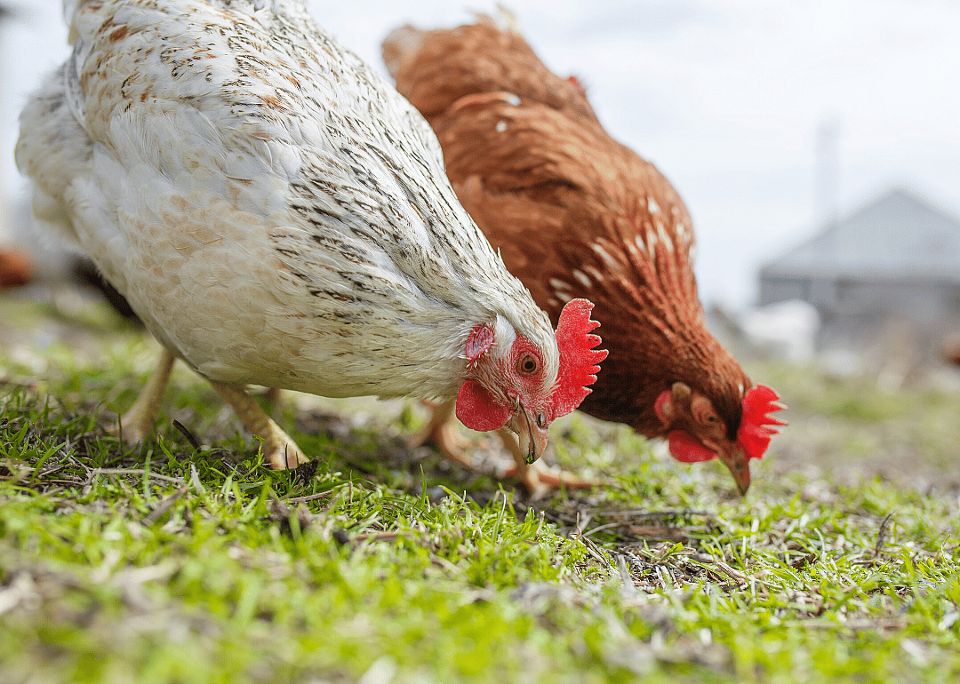 Avian flu