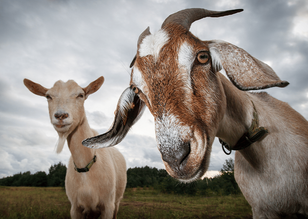 Brucellosis