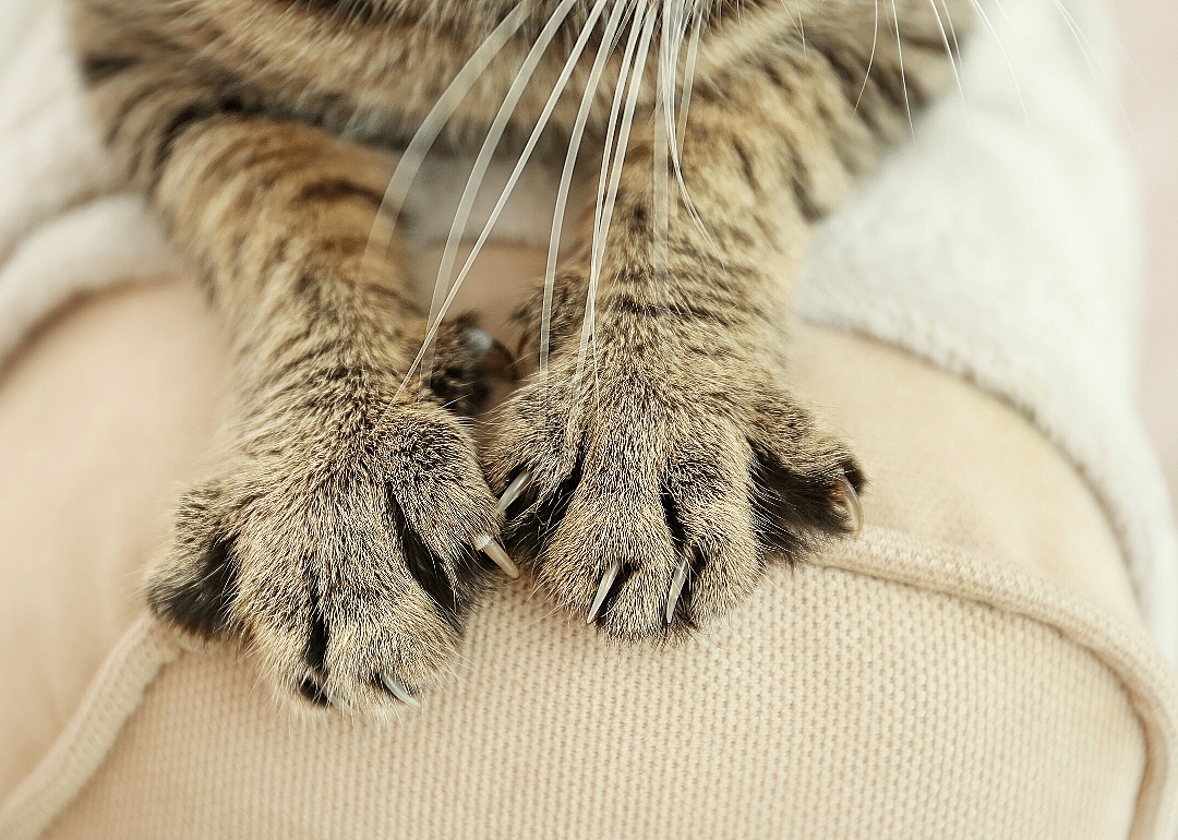 Cat-scratch disease