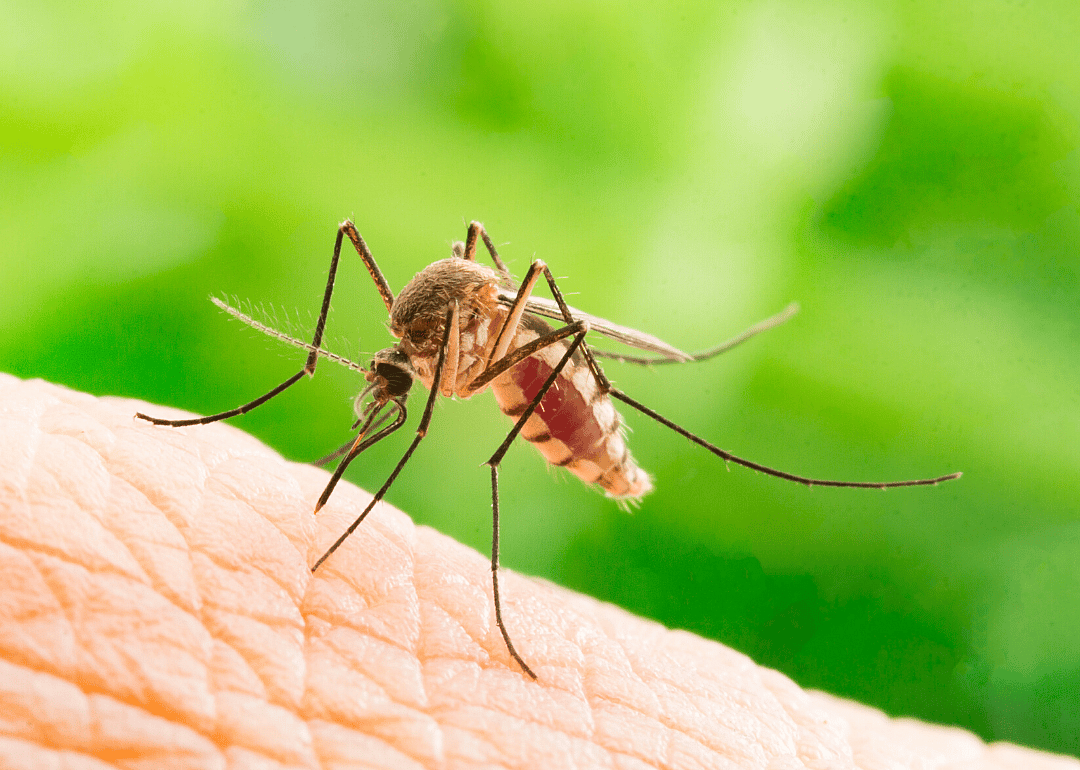 Dengue