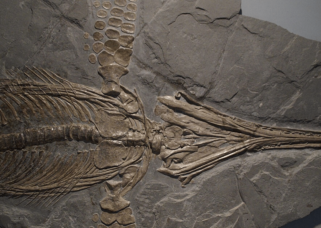 1811 and 1823: First ichthyosaur and plesiosaur fossil discoveries