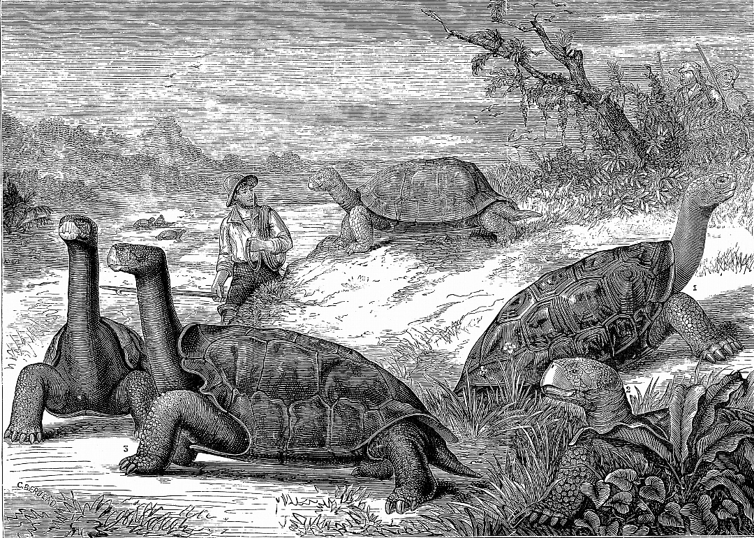 1858: First publication of the theory of evolution by natural selection