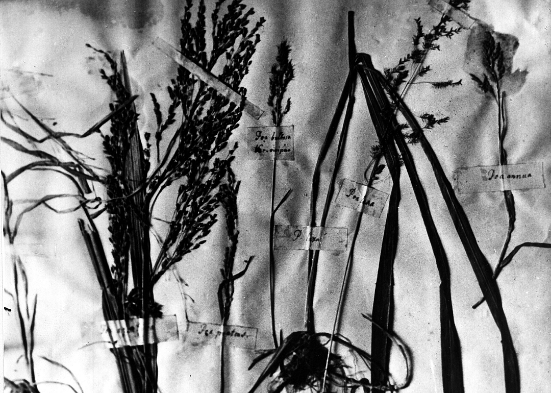 1865: First presentation of scientific plant breeding