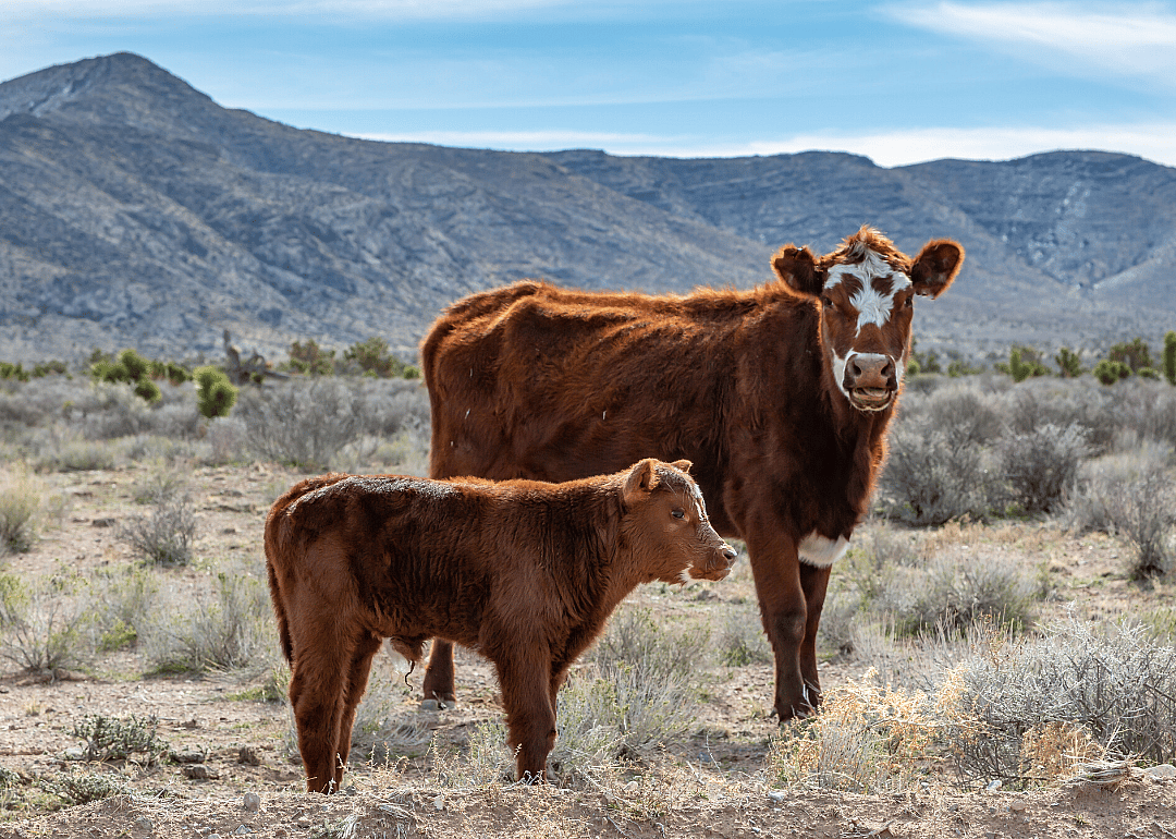 2019: Nevada