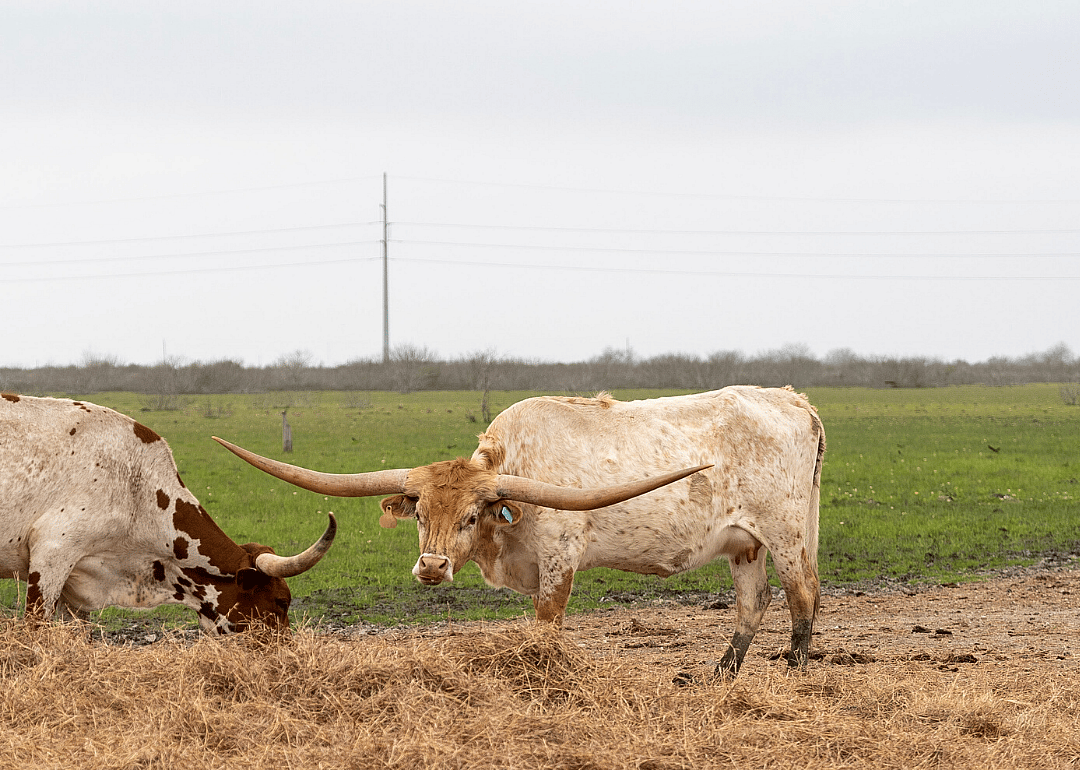 2019: Texas