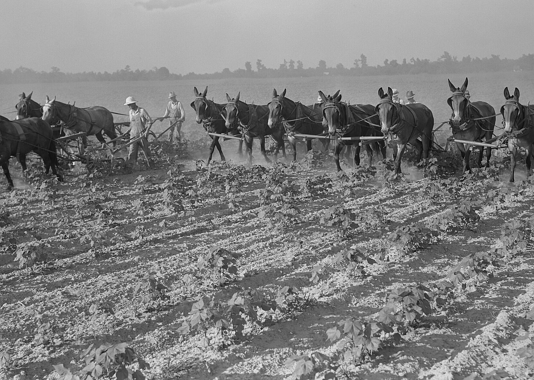 1920: Arkansas