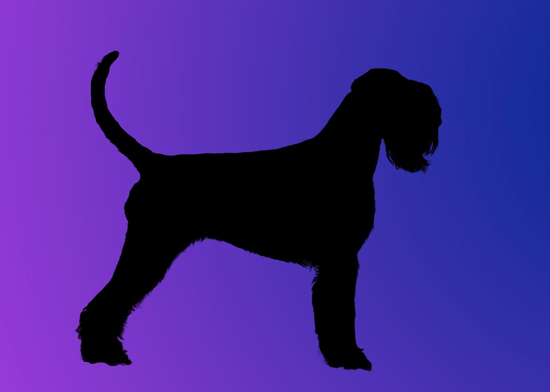 A silhouette of a dog
