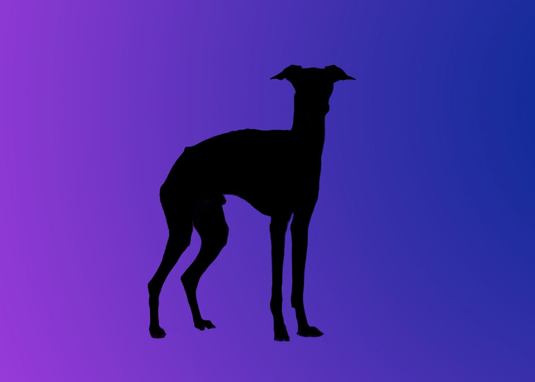 A silhouette of a dog
