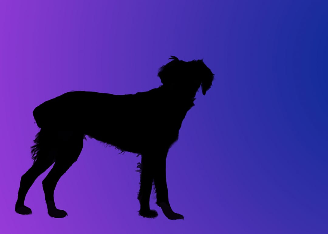 A silhouette of a dog