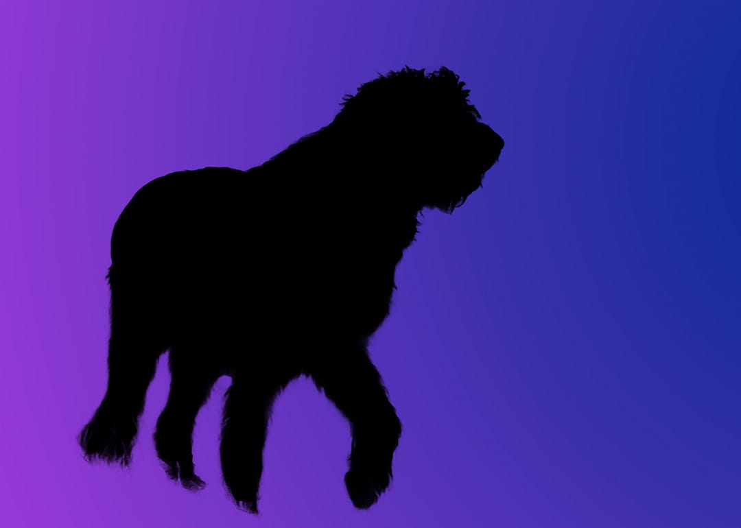 A silhouette of a dog
