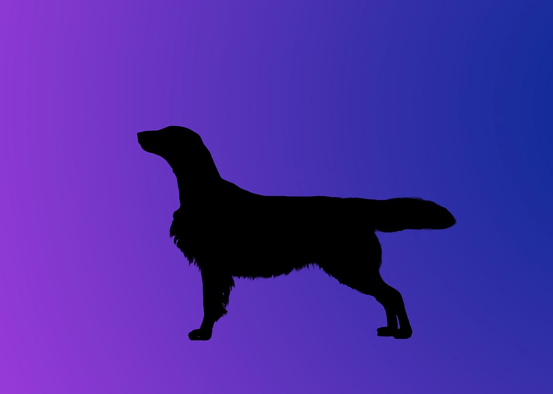 A silhouette of a dog