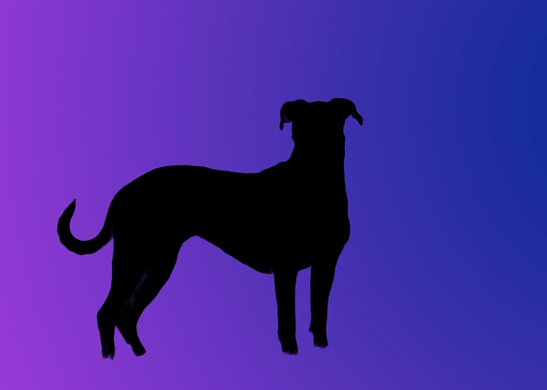 A silhouette of a dog