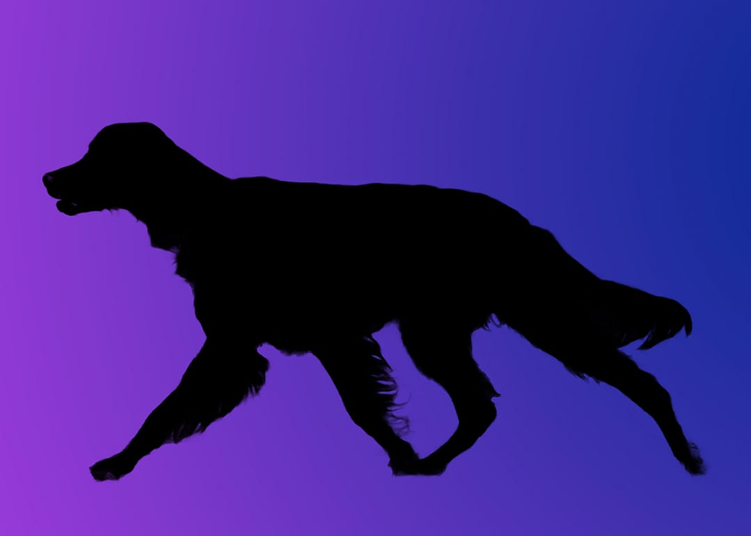 A silhouette of a dog