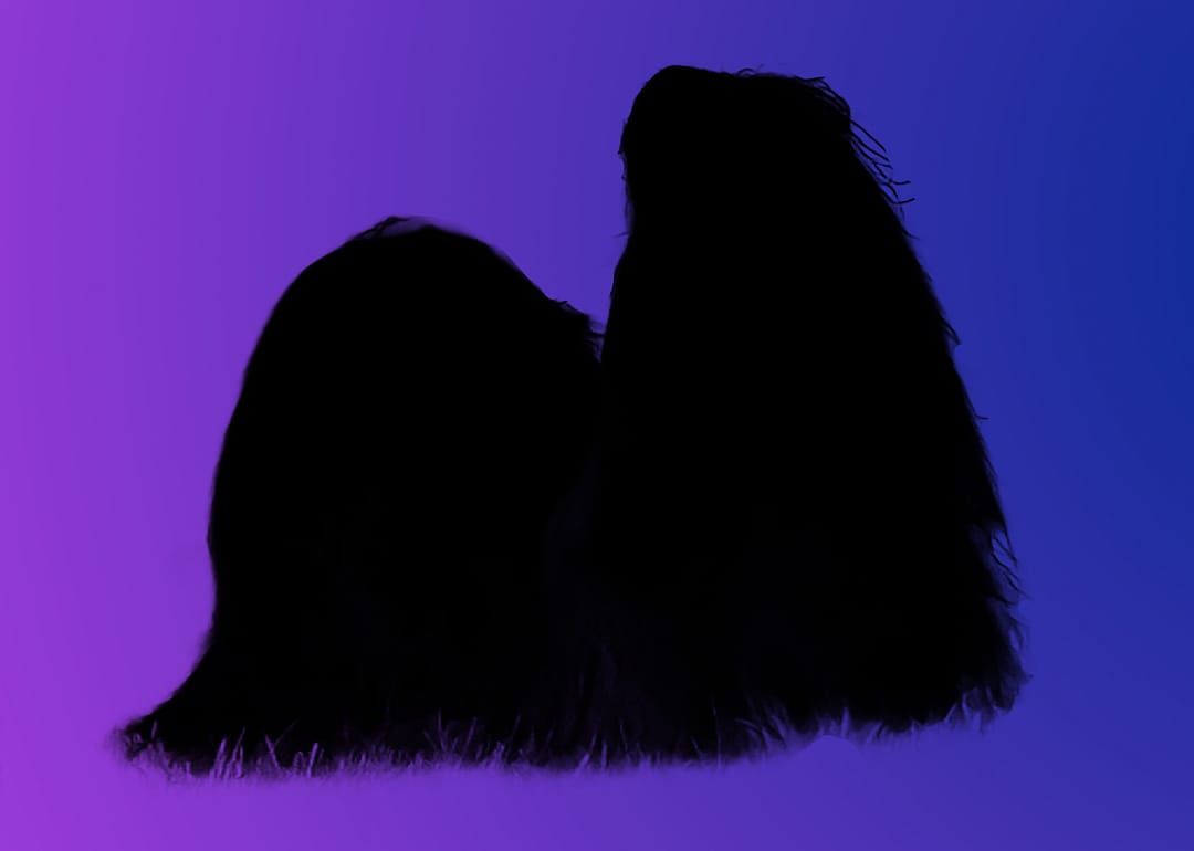 A silhouette of a dog