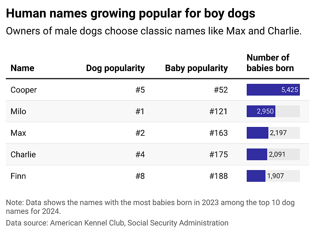 A table showing the names with the most babies born in 2023 among the top 10 boy dog names for 2024.