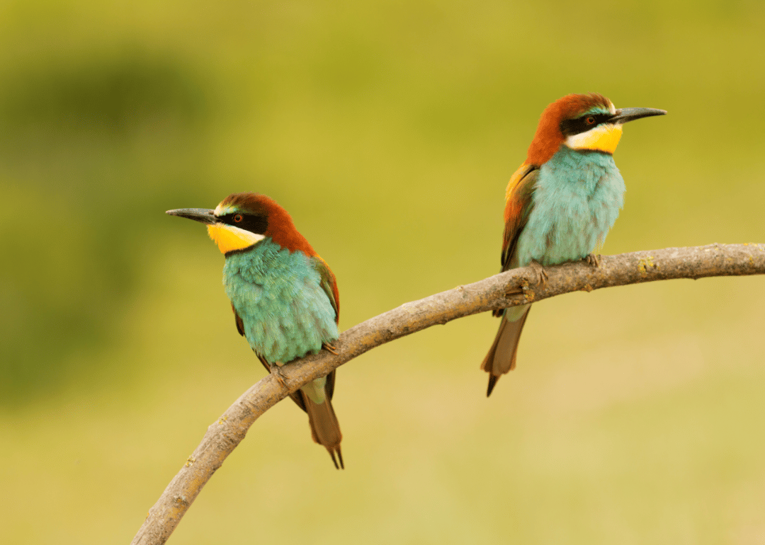 Two small colorful birds perched on a tree branch.