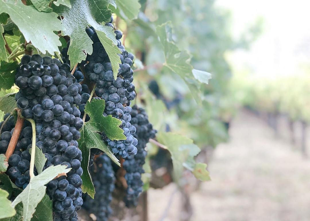 No: Grapes