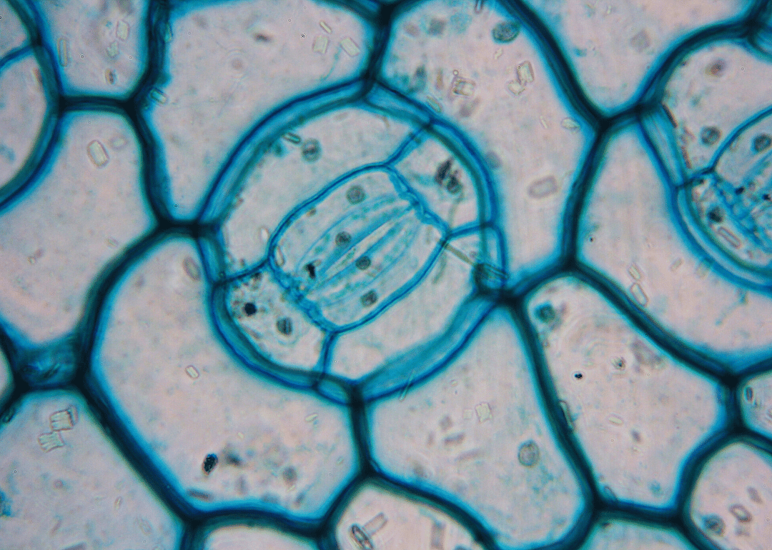 Cells