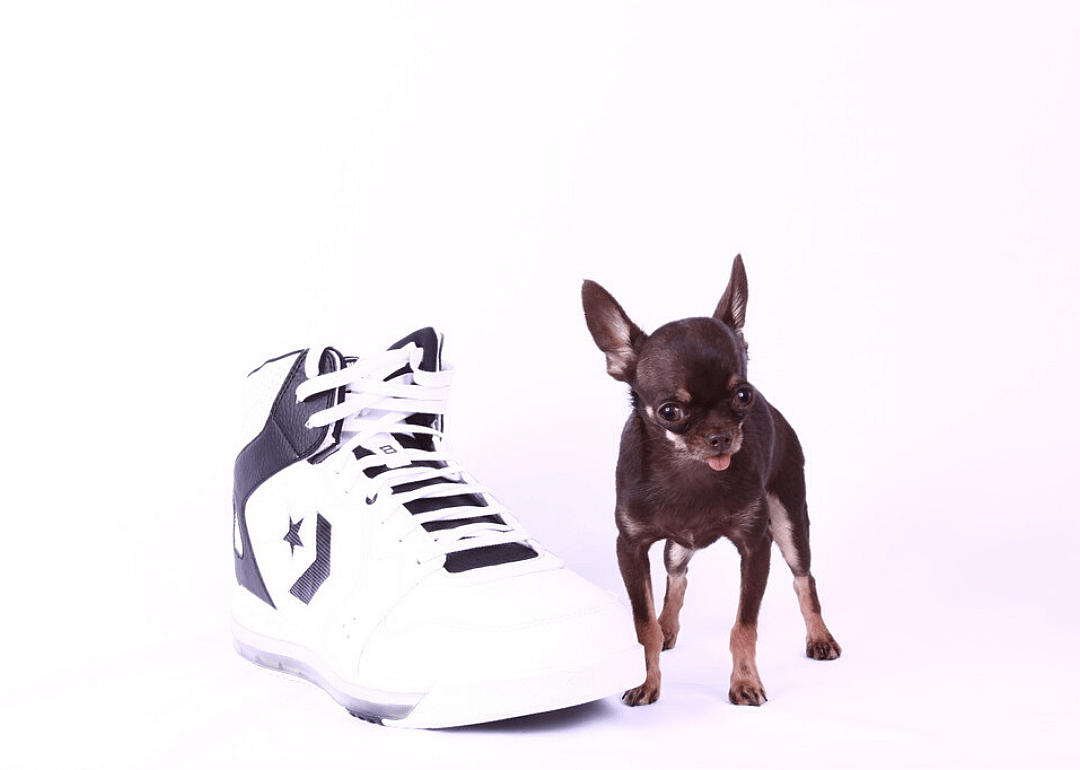 Shortest dog living