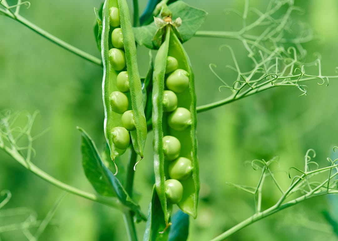 Peas