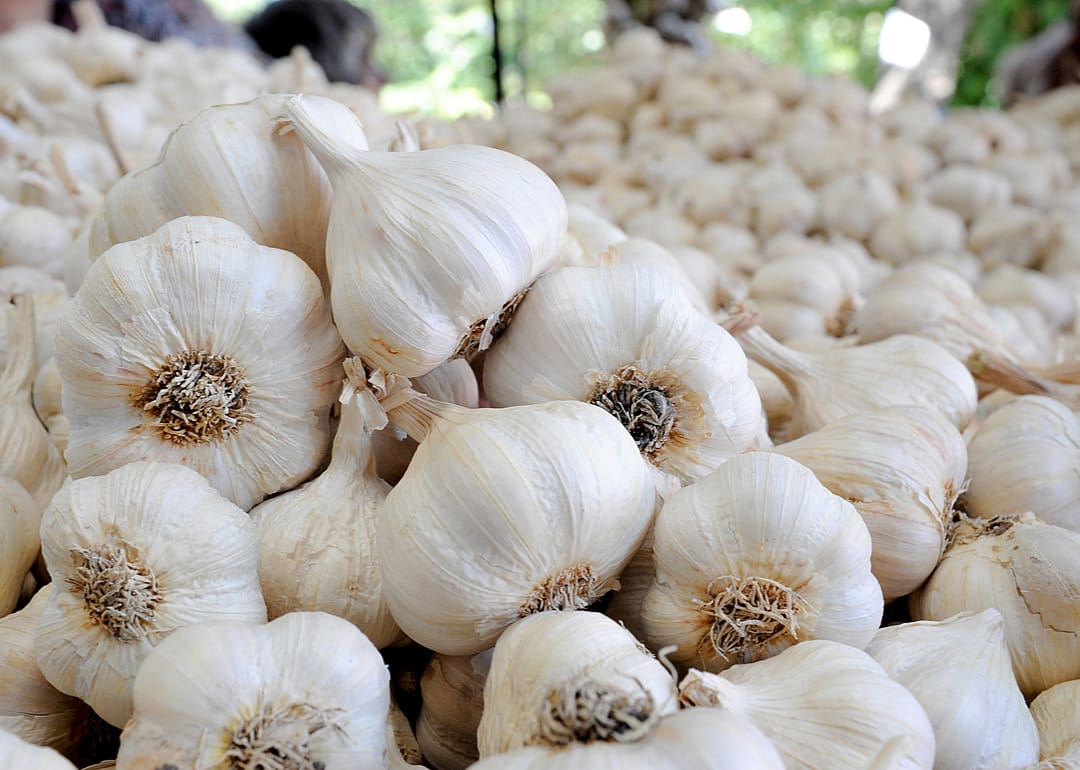 Garlic