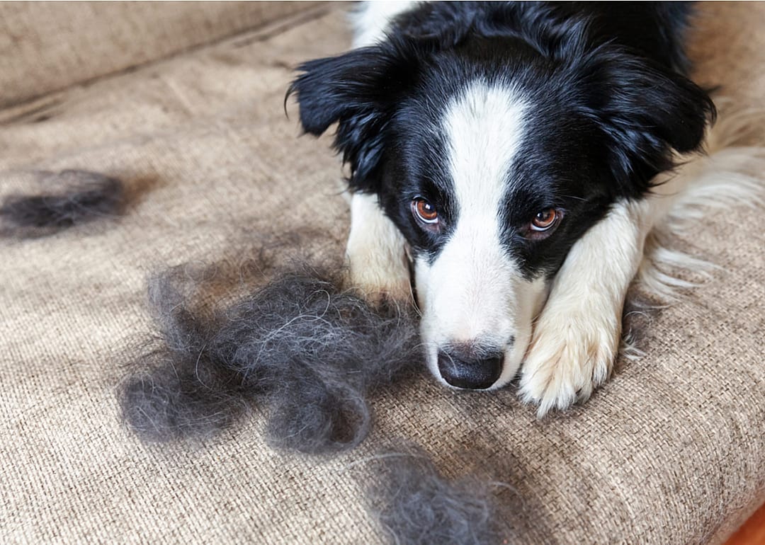 Less shedding