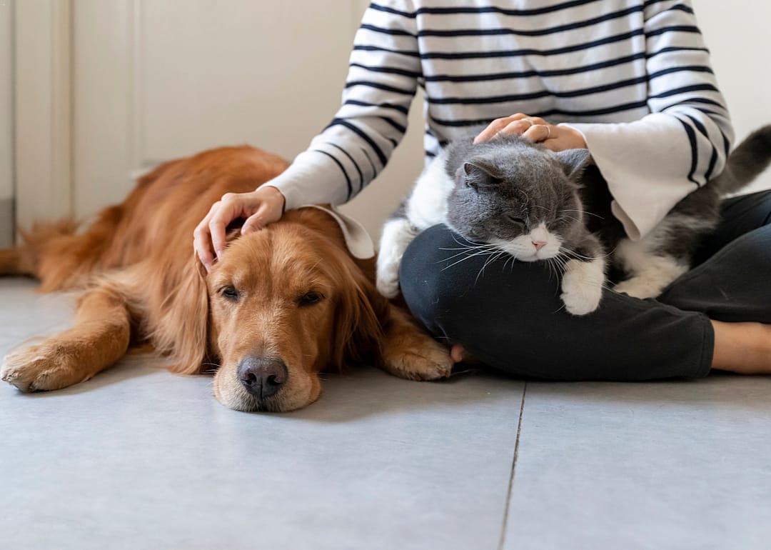 19% of Americans added a dog or cat to their homes—and household budgets 