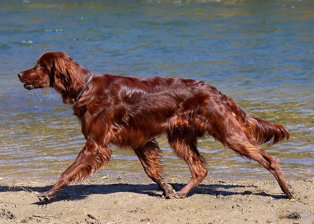 irish Red Setter next to water