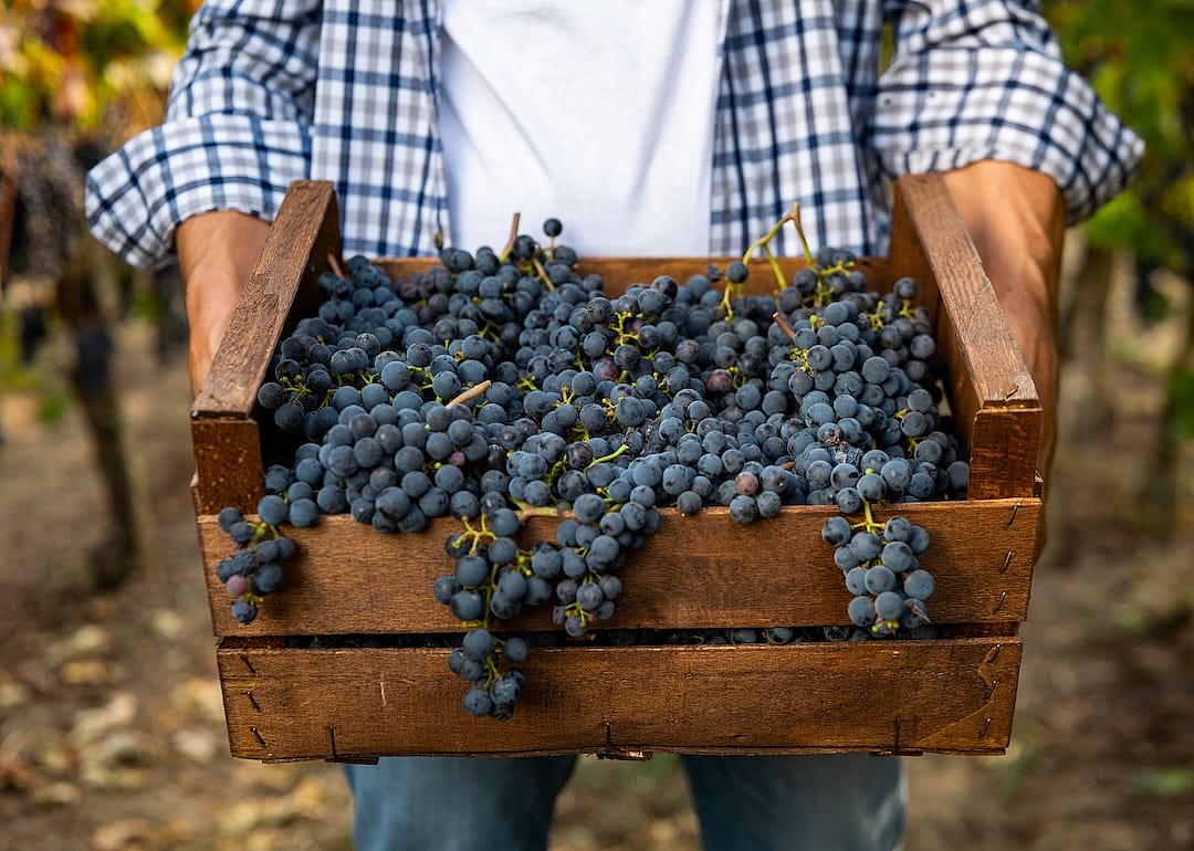 #13. Mark Cascia Vineyards