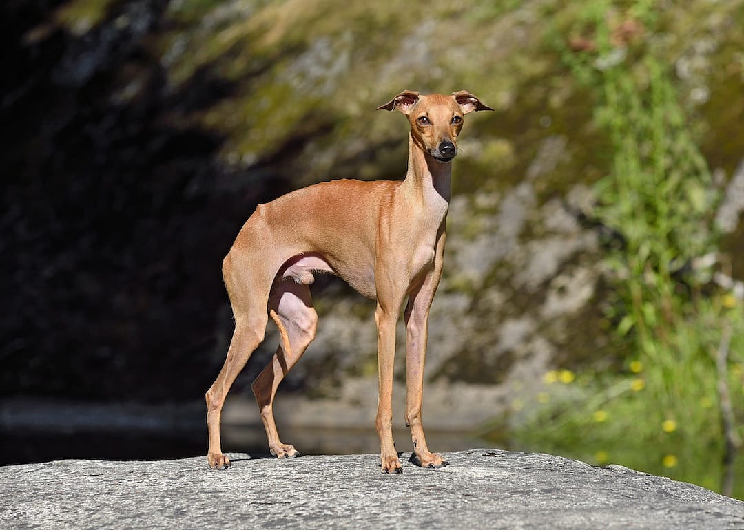 Italian Greyhound standing on a gray stone background