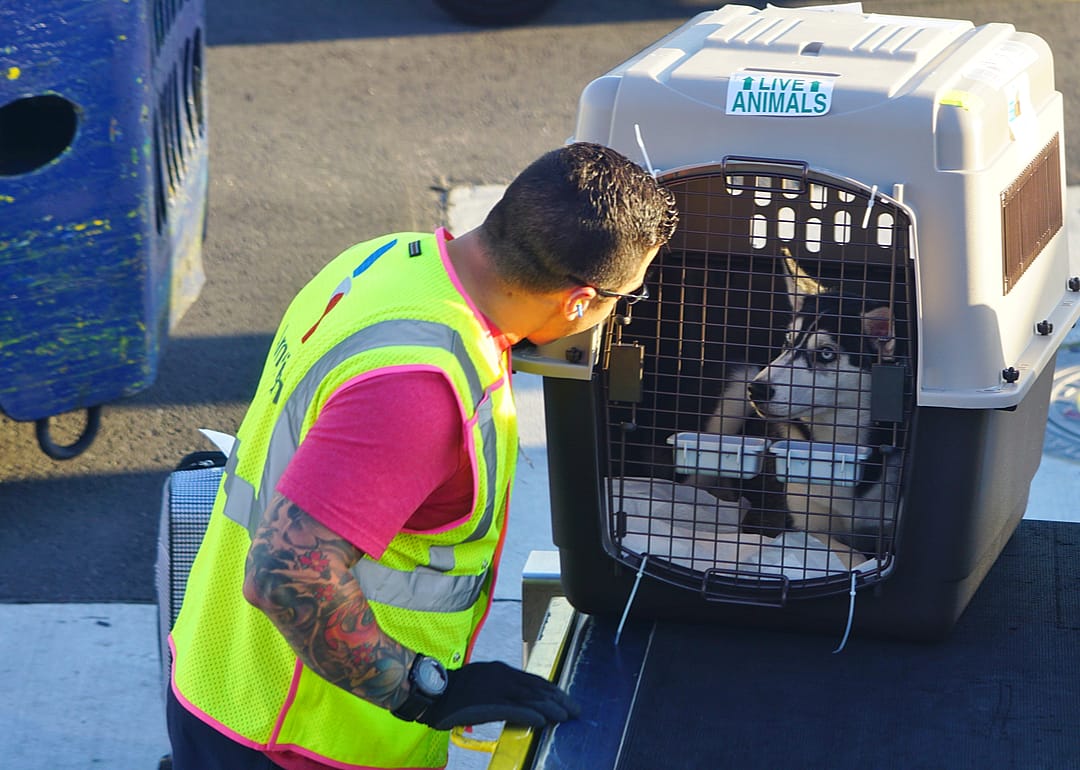 22% of new pet owners say they’d like to travel more but ‘feel limited’ by their animal