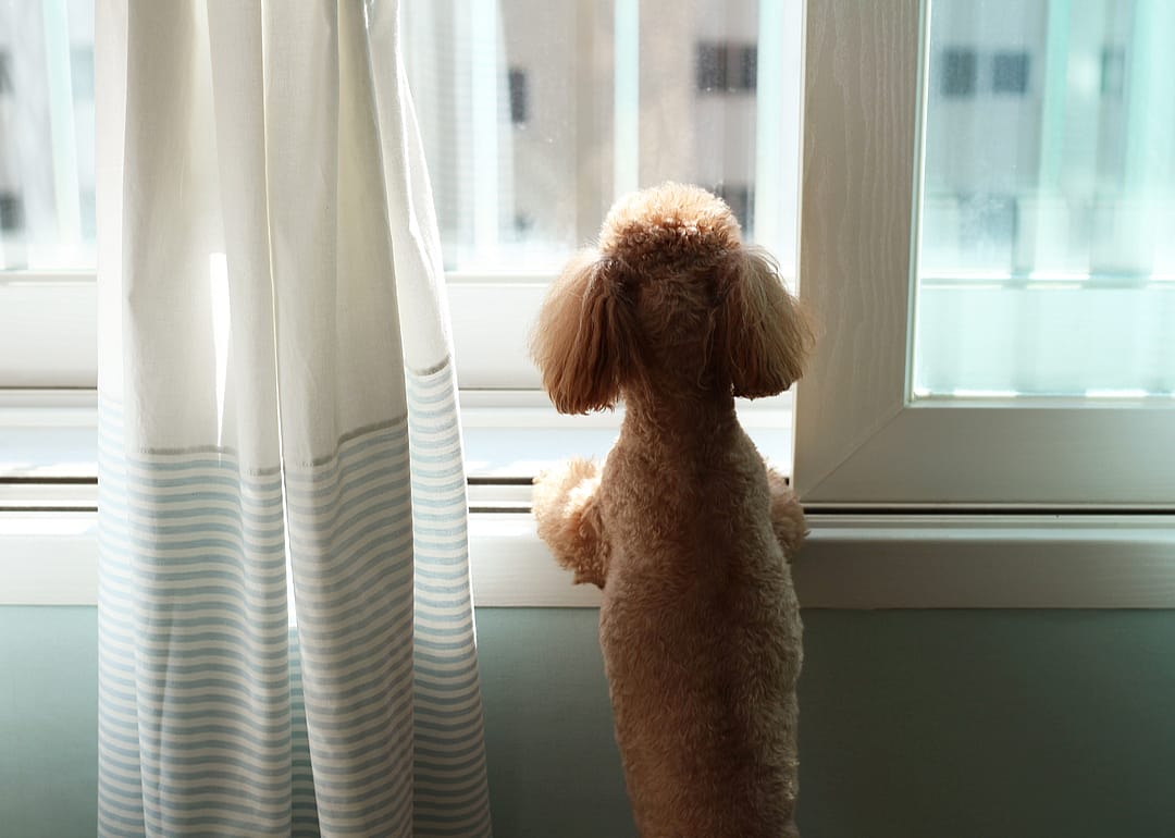 The top concern among new pet owners is financial security